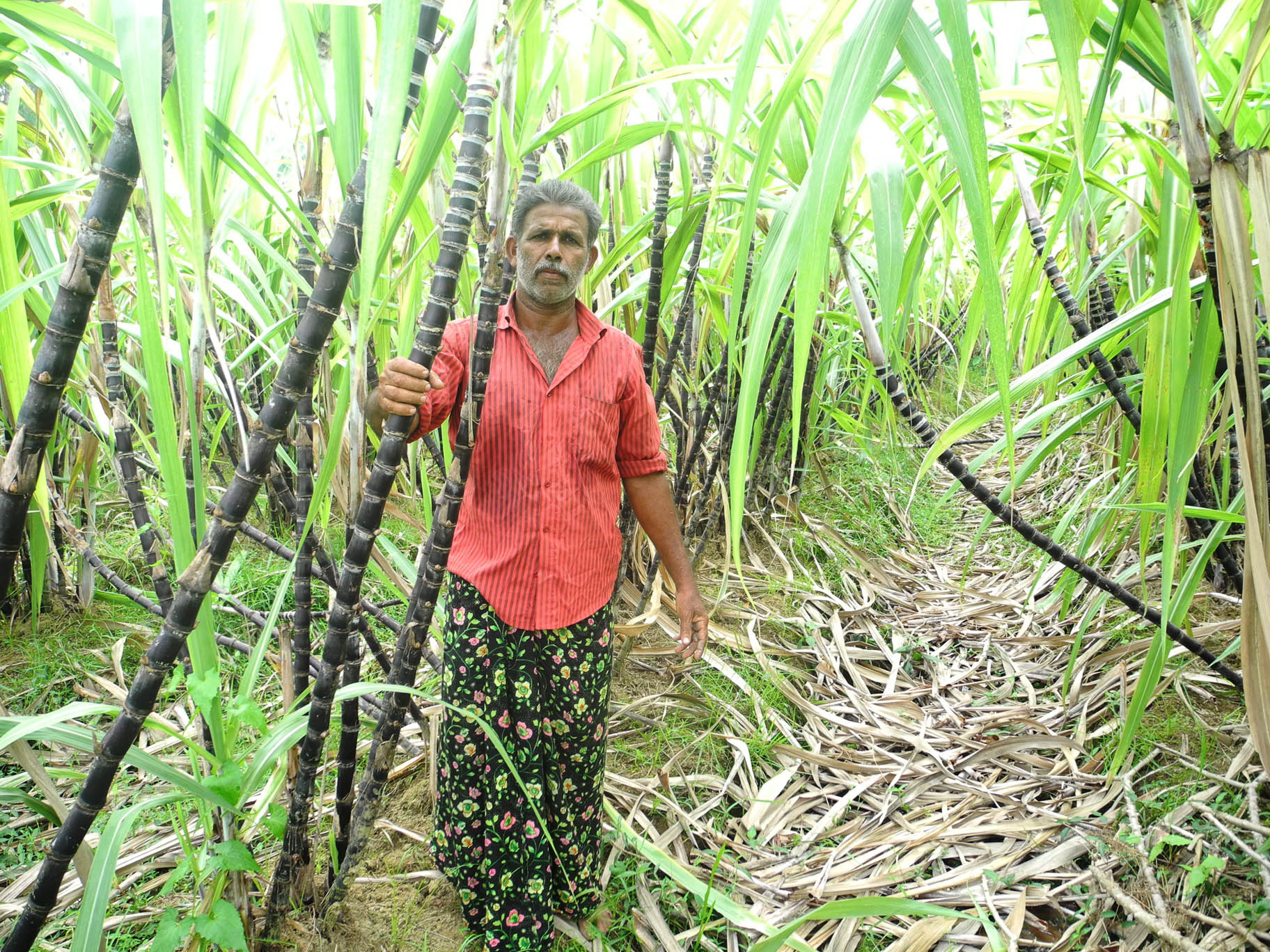 അത്രമോശമല്ല നാട്ടിലെ കരിമ്പ്കൃഷി